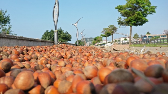 Hasat edilen fındıklar Karadeniz Sahil Yolu kenarına serildi. 10