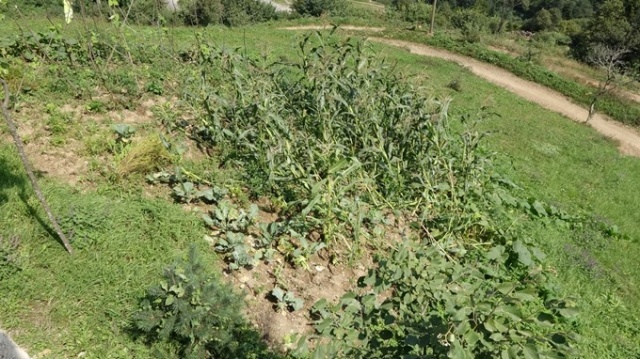 Trabzon'da evine dadanan bozayı Profesörün başına bela oldu 8