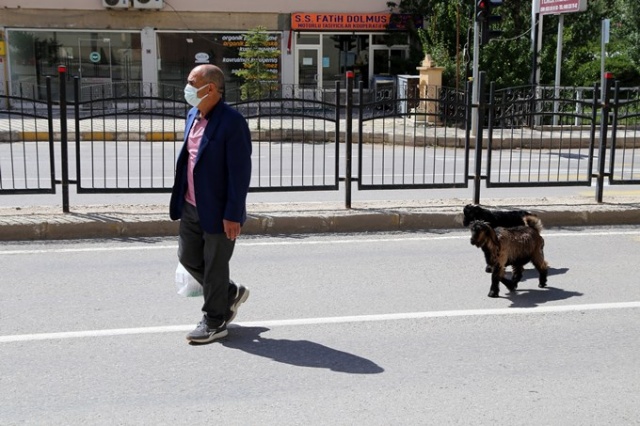 O nereye yavru keçileri oraya 3