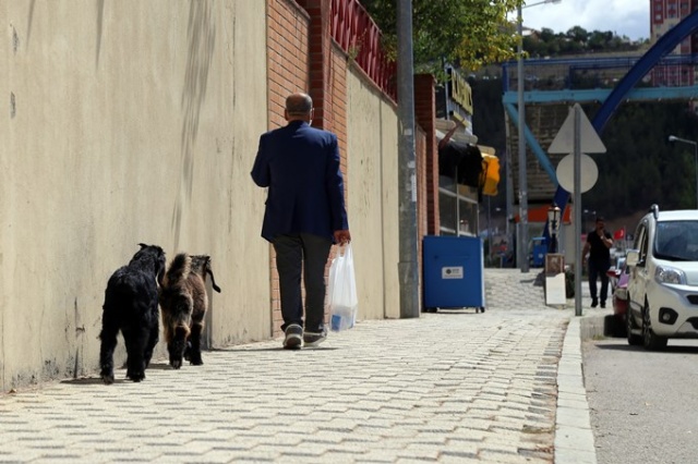 O nereye yavru keçileri oraya 2