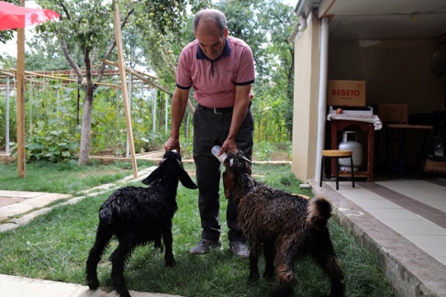 O nereye yavru keçileri oraya 4