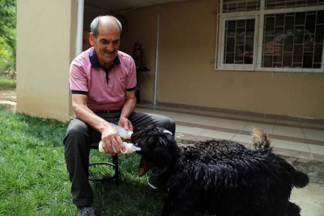 O nereye yavru keçileri oraya 7