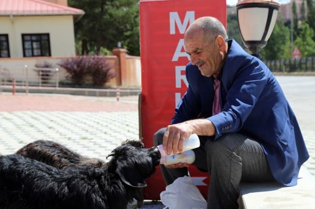 O nereye yavru keçileri oraya 5