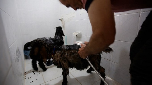 O nereye yavru keçileri oraya 8