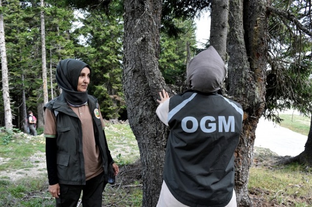 Doğu Karadeniz'in Örümcek Ormanları'nda denetim 6