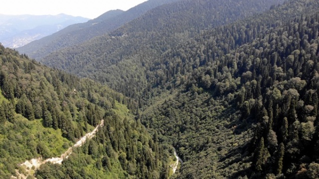 Doğu Karadeniz'in Örümcek Ormanları'nda denetim 17
