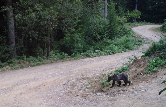 Doğu Karadeniz'in Örümcek Ormanları'nda denetim 5