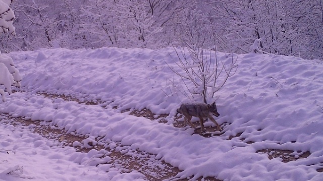 Doğu Karadeniz'in Örümcek Ormanları'nda denetim 14