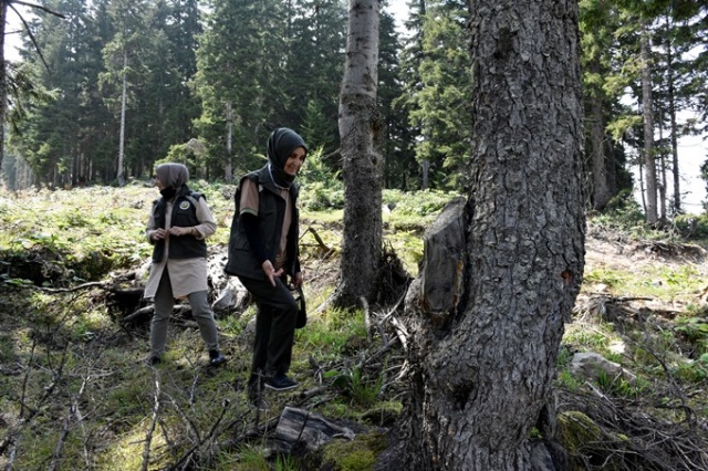 Doğu Karadeniz'in Örümcek Ormanları'nda denetim 18