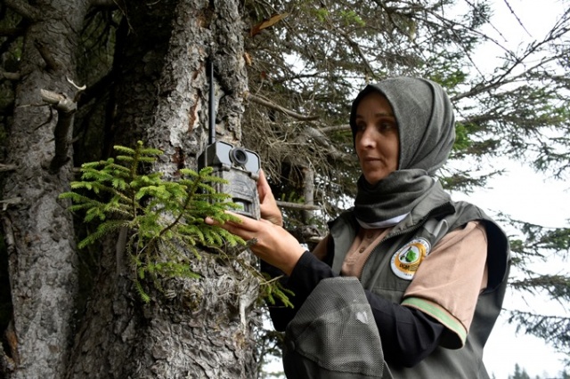 Doğu Karadeniz'in Örümcek Ormanları'nda denetim 9