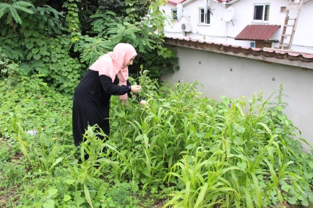 Trabzon'da tohumları sanata dönüştürüyor 4