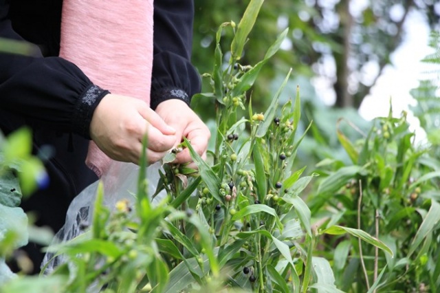 Trabzon'da tohumları sanata dönüştürüyor 3