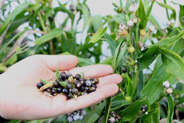 Trabzon'da tohumları sanata dönüştürüyor 8