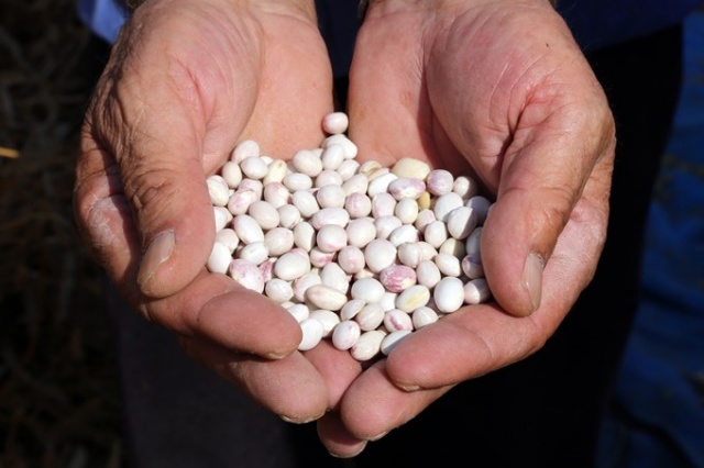 Coğrafi işaretli Kelkit Şeker Fasulyesinde hasat zamanı 3