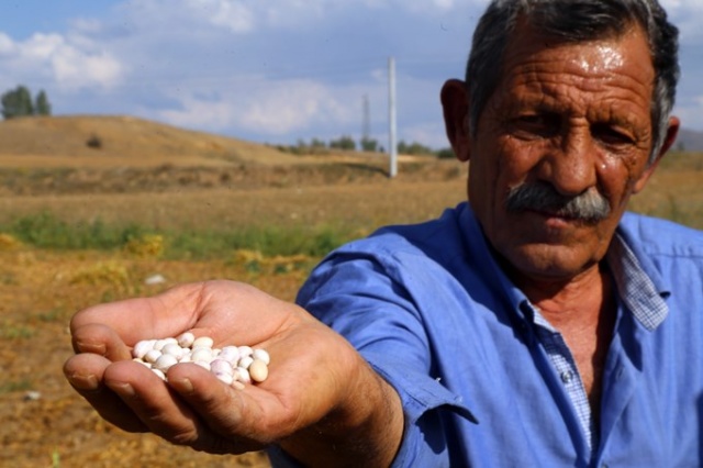 Coğrafi işaretli Kelkit Şeker Fasulyesinde hasat zamanı 6