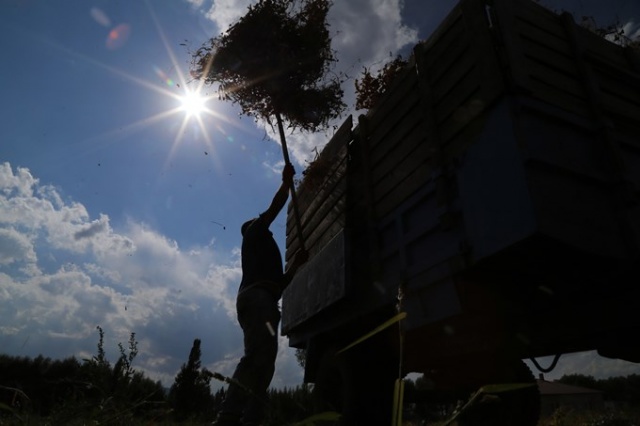 Coğrafi işaretli Kelkit Şeker Fasulyesinde hasat zamanı 2