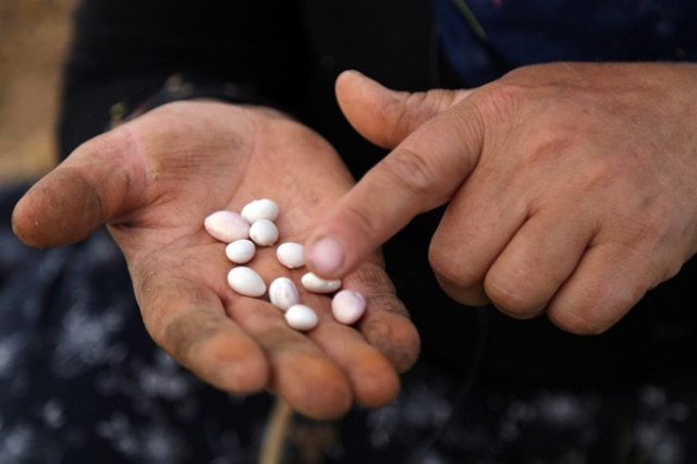 Coğrafi işaretli Kelkit Şeker Fasulyesinde hasat zamanı 7