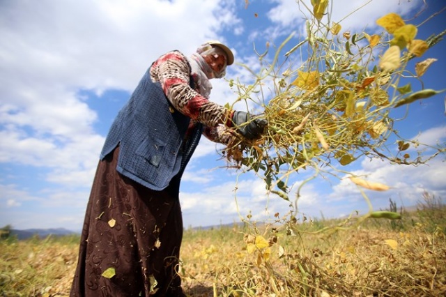 Coğrafi işaretli Kelkit Şeker Fasulyesinde hasat zamanı 15