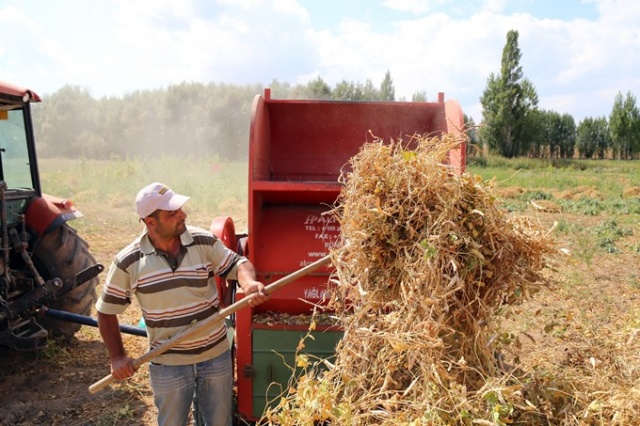 Coğrafi işaretli Kelkit Şeker Fasulyesinde hasat zamanı 5