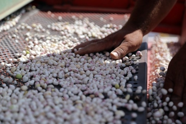 Coğrafi işaretli Kelkit Şeker Fasulyesinde hasat zamanı 8