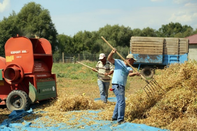 Coğrafi işaretli Kelkit Şeker Fasulyesinde hasat zamanı 10
