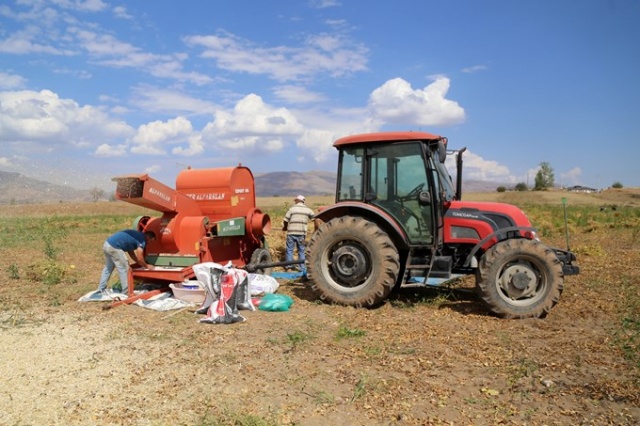 Coğrafi işaretli Kelkit Şeker Fasulyesinde hasat zamanı 4