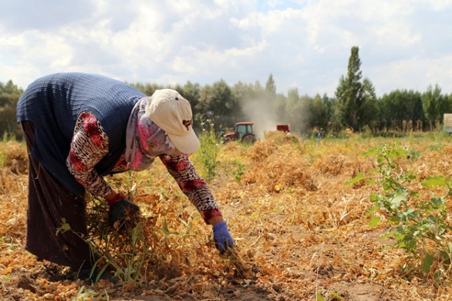 Coğrafi işaretli Kelkit Şeker Fasulyesinde hasat zamanı 14