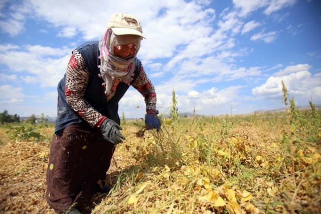 Coğrafi işaretli Kelkit Şeker Fasulyesinde hasat zamanı 9
