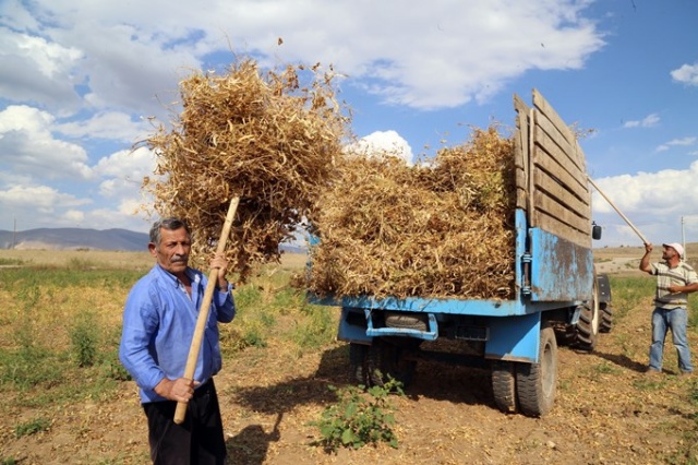 Coğrafi işaretli Kelkit Şeker Fasulyesinde hasat zamanı 12