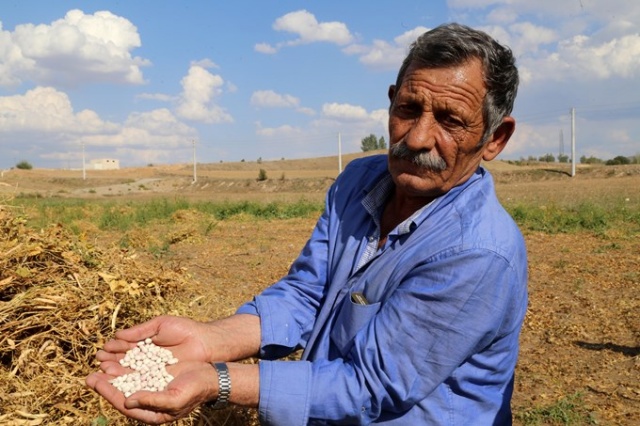 Coğrafi işaretli Kelkit Şeker Fasulyesinde hasat zamanı 11