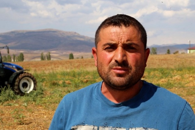 Coğrafi işaretli Kelkit Şeker Fasulyesinde hasat zamanı 13