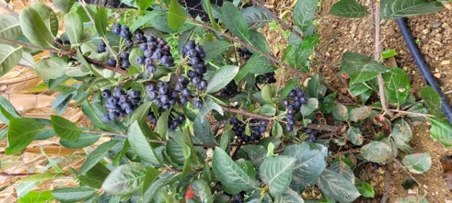 Karadeniz’in süper meyvesi yok satıyor 8