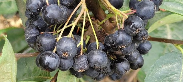 Karadeniz’in süper meyvesi yok satıyor 2