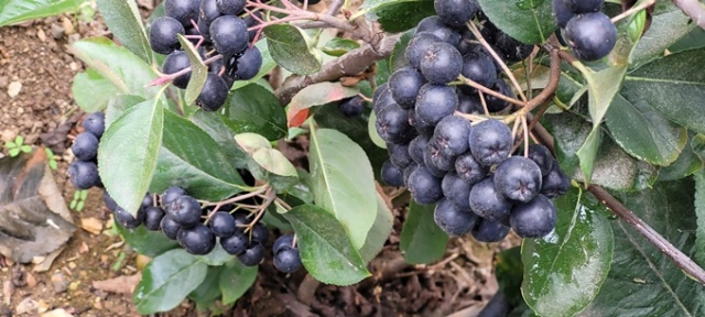 Karadeniz’in süper meyvesi yok satıyor 9