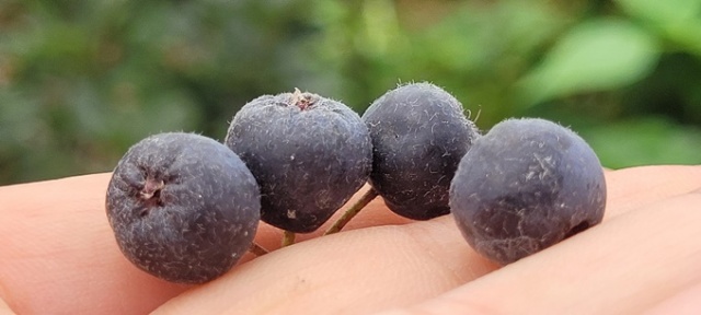 Karadeniz’in süper meyvesi yok satıyor 4