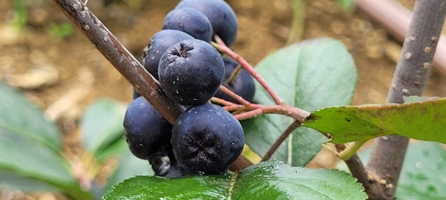 Karadeniz’in süper meyvesi yok satıyor 5