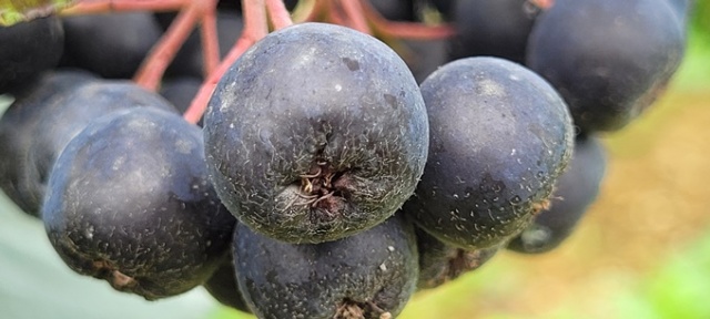 Karadeniz’in süper meyvesi yok satıyor 7