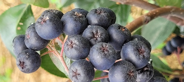 Karadeniz’in süper meyvesi yok satıyor 10