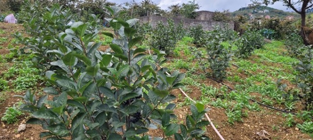 Karadeniz’in süper meyvesi yok satıyor 3