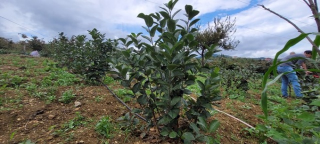 Karadeniz’in süper meyvesi yok satıyor 11