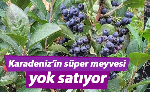Karadeniz’in süper meyvesi yok satıyor 1