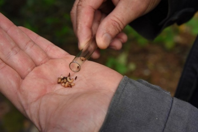50 bin 'Terminatör' avcı böcek Karadeniz ormanlarını koruyacak 2