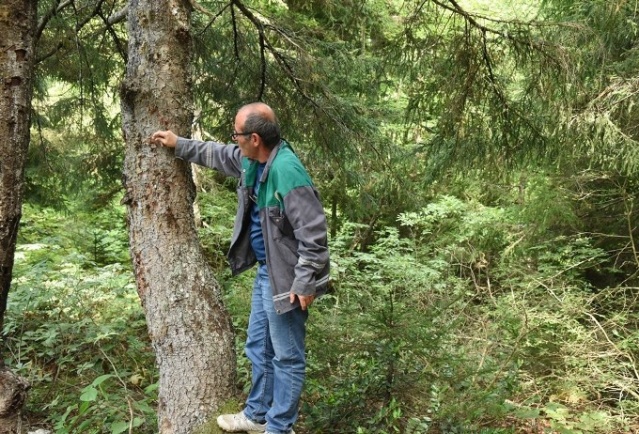 50 bin 'Terminatör' avcı böcek Karadeniz ormanlarını koruyacak 14