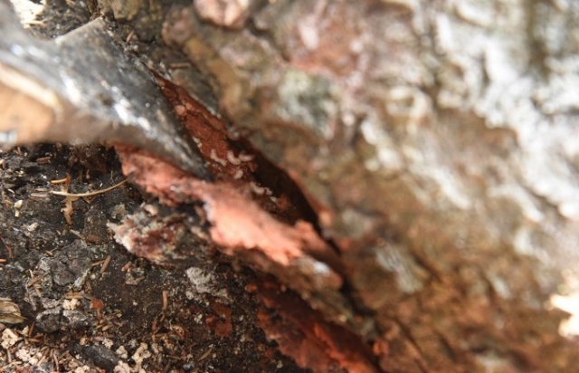 50 bin 'Terminatör' avcı böcek Karadeniz ormanlarını koruyacak 7