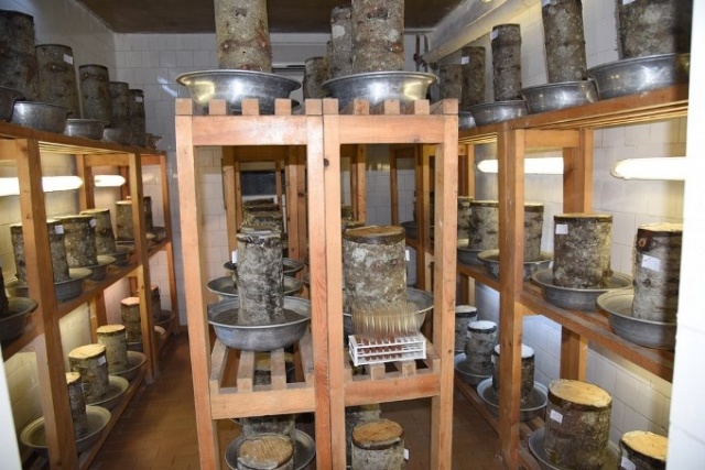 50 bin 'Terminatör' avcı böcek Karadeniz ormanlarını koruyacak 5