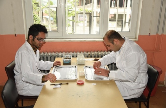 50 bin 'Terminatör' avcı böcek Karadeniz ormanlarını koruyacak 13