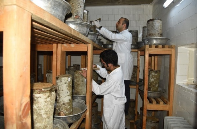 50 bin 'Terminatör' avcı böcek Karadeniz ormanlarını koruyacak 8