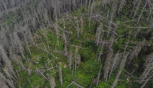 50 bin 'Terminatör' avcı böcek Karadeniz ormanlarını koruyacak 11