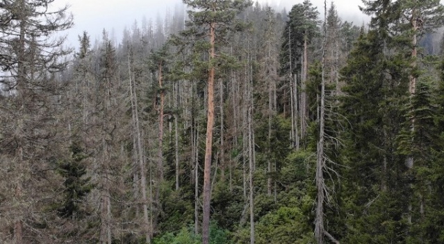 50 bin 'Terminatör' avcı böcek Karadeniz ormanlarını koruyacak 12
