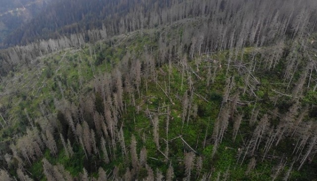 50 bin 'Terminatör' avcı böcek Karadeniz ormanlarını koruyacak 4